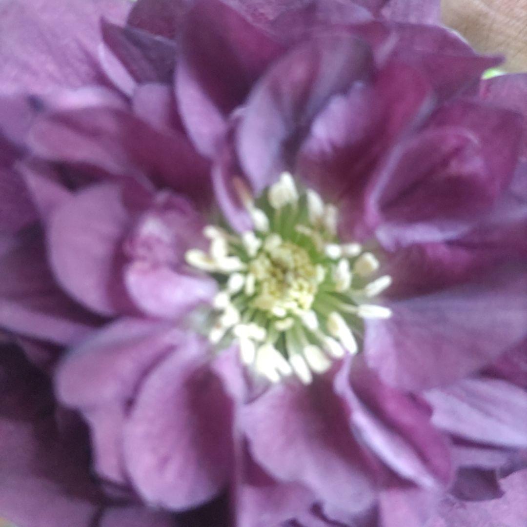 クリスマスローズ②ダブル咲き⭐️５鉢⭐️５品種セット