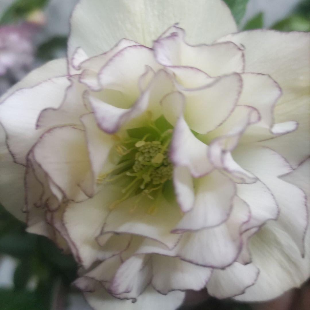 クリスマスローズ②ダブル咲き⭐️５鉢⭐️５品種セット