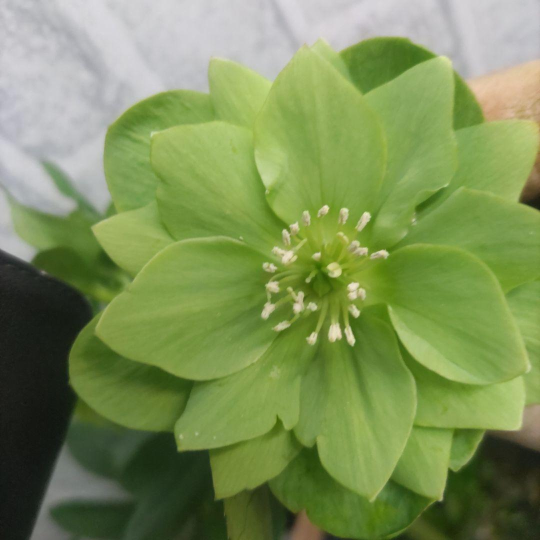 クリスマスローズ②ダブル咲き⭐️５鉢⭐️５品種セット