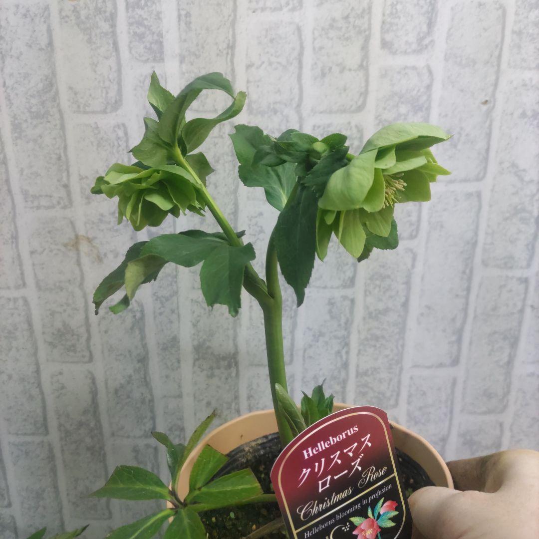 クリスマスローズ②ダブル咲き⭐️５鉢⭐️５品種セット