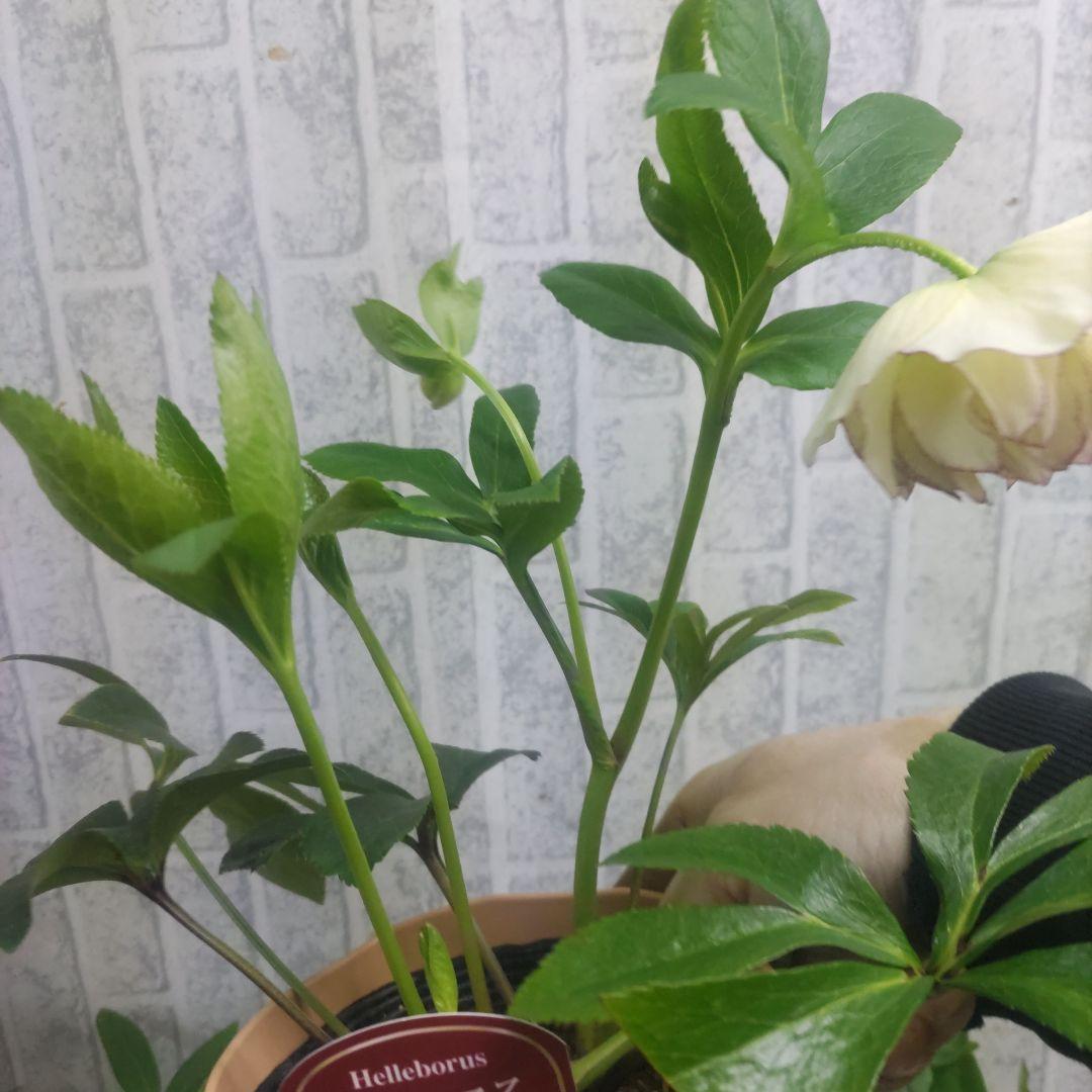 クリスマスローズ②ダブル咲き⭐️５鉢⭐️５品種セット