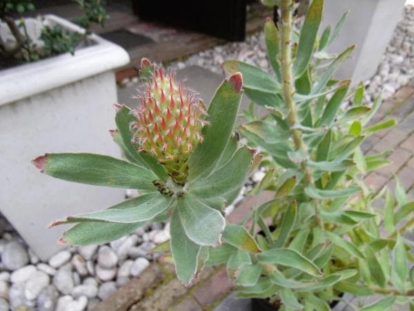 現物「リューコスペルマム・カーニバルピーチ」６号　ピンクッション