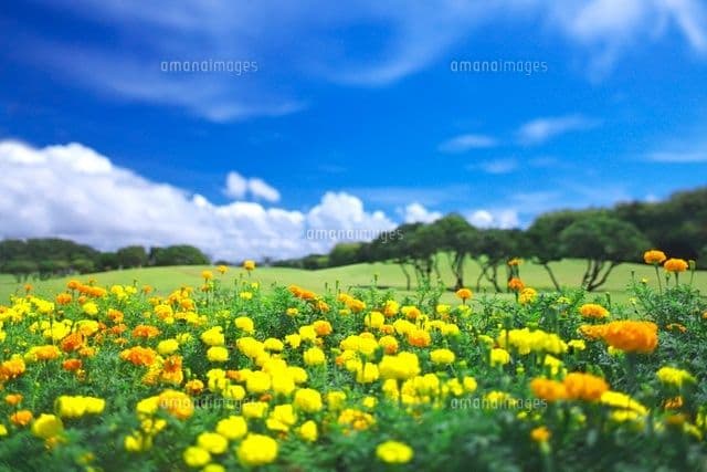姫春菊の苗３０株セット＋粗品プレゼント＋全国匿名送料無料です＼(^o^)／