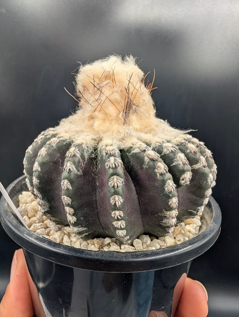 ホルスティ ② 実生 鉢植えメルカリ便送料込み
