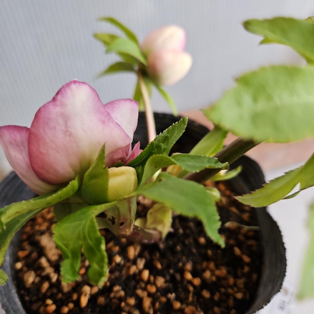 しろくま様ご購入苗㉖-198クリスマスローズ