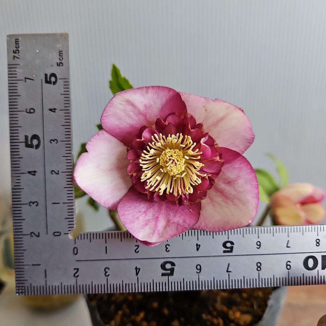 しろくま様ご購入苗㉖-198クリスマスローズ