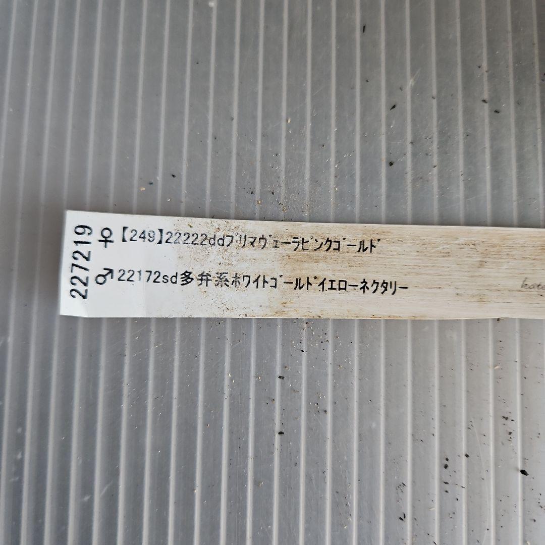 しろくま様ご購入苗㉖-198クリスマスローズ