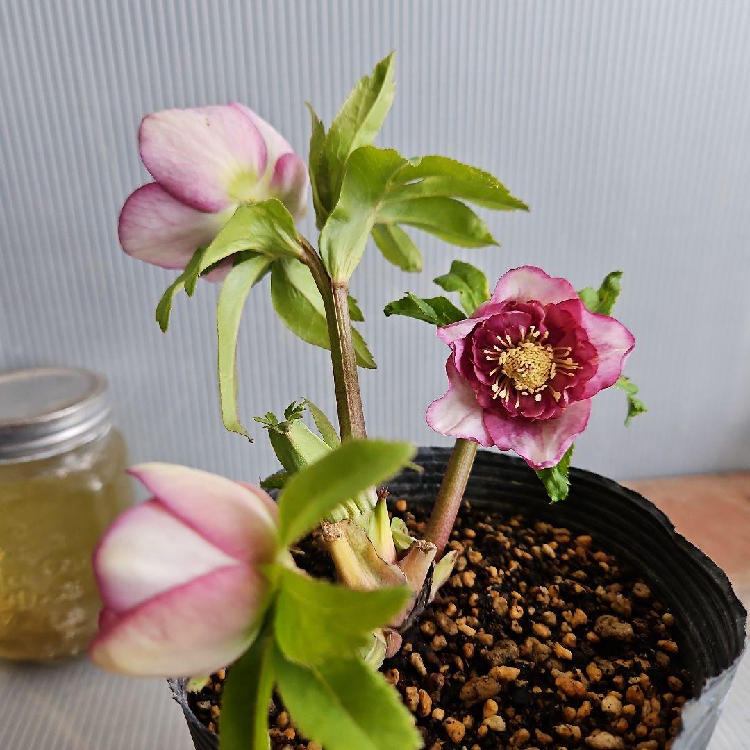 しろくま様ご購入苗㉖-198クリスマスローズ