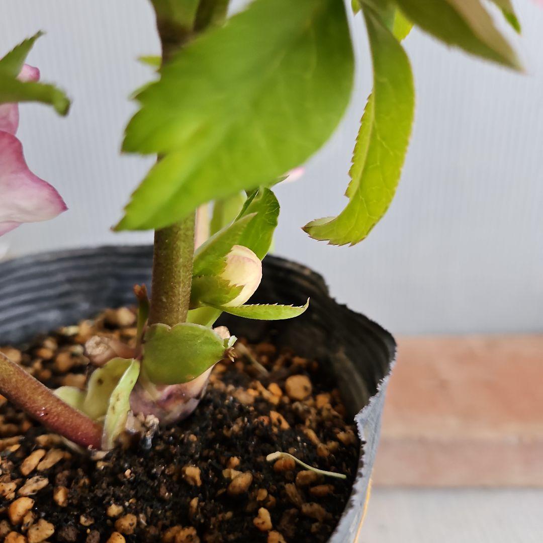 しろくま様ご購入苗㉖-198クリスマスローズ