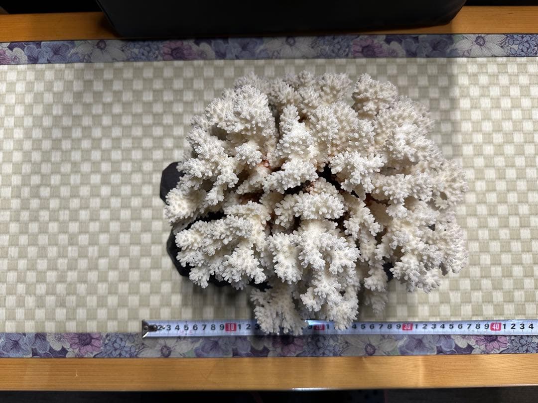 珊瑚