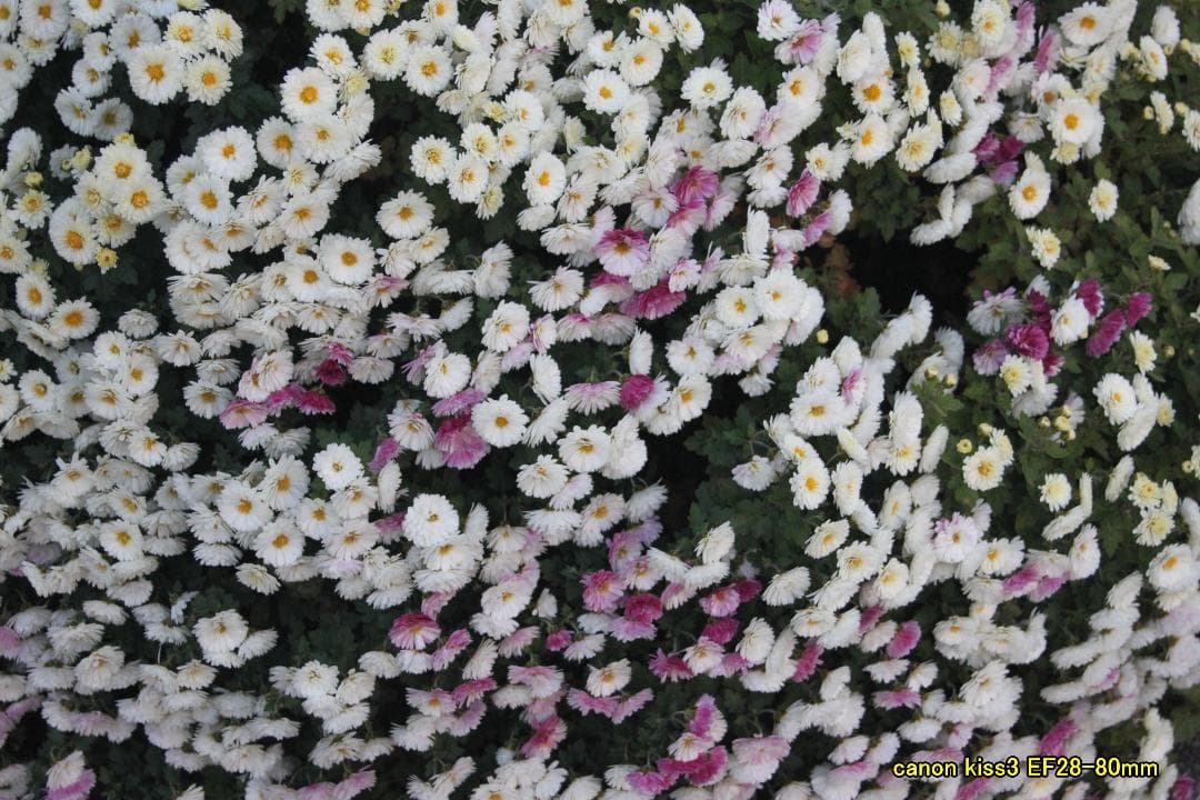 Canon EOS Kiss X3 デジタルカメラ レンズ3本セット リーダー付