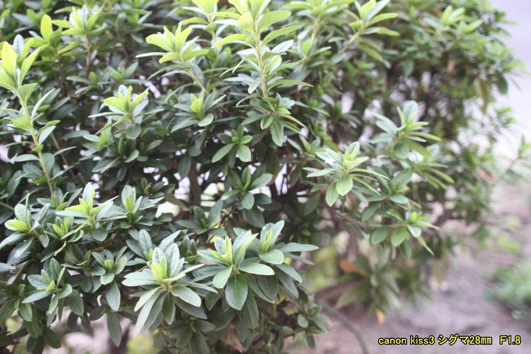 Canon EOS Kiss X3 デジタルカメラ レンズ3本セット リーダー付