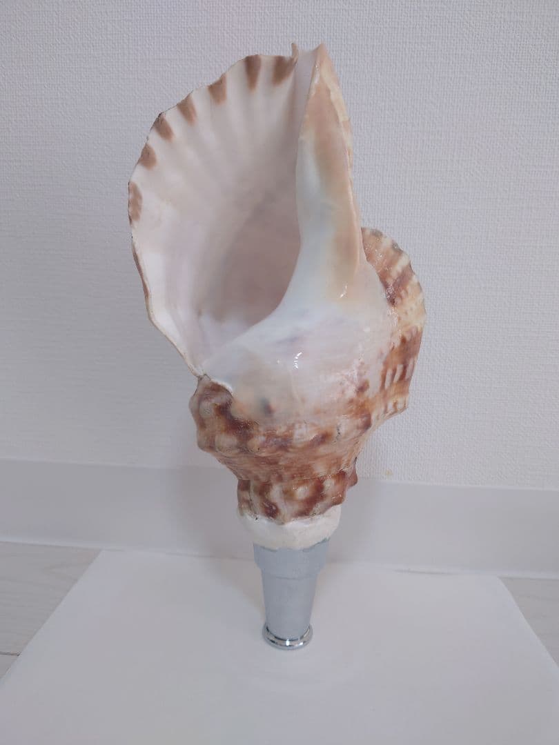 法螺貝　歌口付　ほら貝　ホラガイ