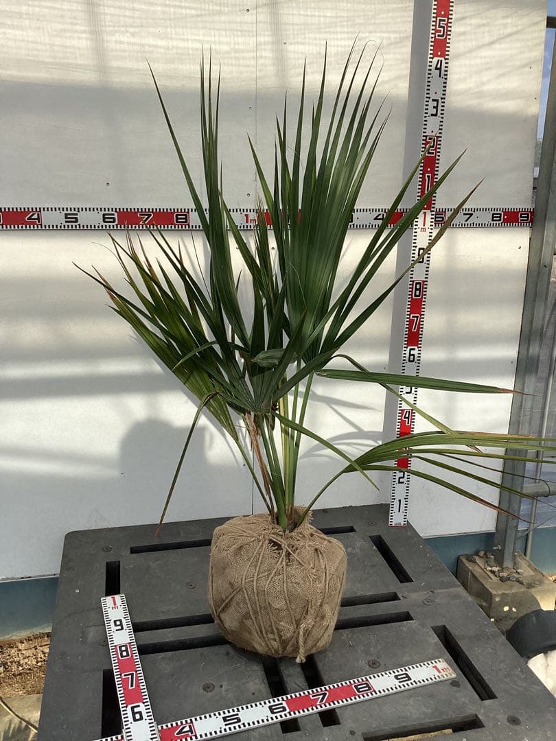 N*U様 サバルヤシ