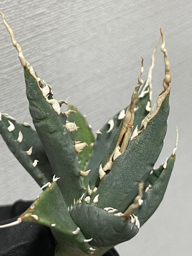 ジェレミー産 Hidden Agaveアガベ ユタエンシス エボリスピナ US株