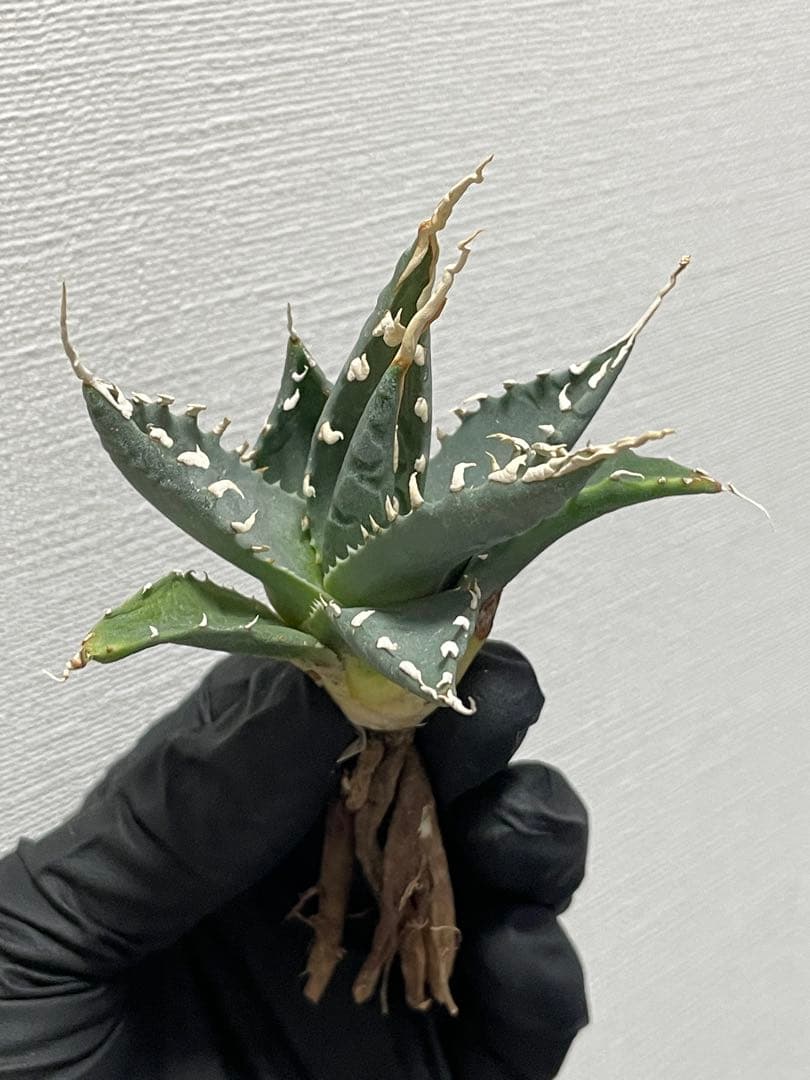 ジェレミー産 Hidden Agaveアガベ ユタエンシス エボリスピナ US株