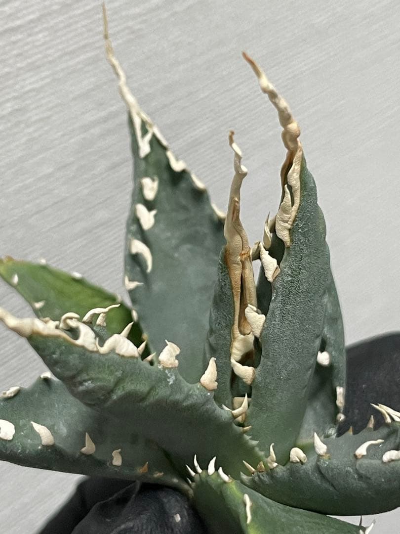 ジェレミー産 Hidden Agaveアガベ ユタエンシス エボリスピナ US株