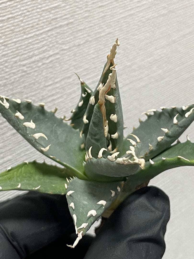 ジェレミー産 Hidden Agaveアガベ ユタエンシス エボリスピナ US株