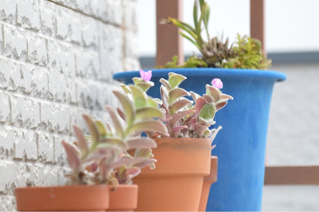 SIGMA APO 50-500mm NIKON用 望遠 レンズ