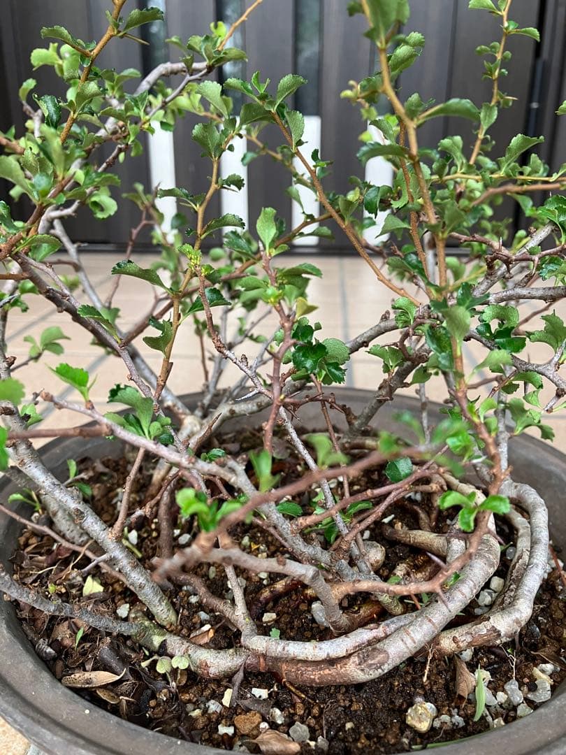 ◉長寿梅盆栽　赤花　古木　大株　★この大きさで此の価格は超破格値！早いもの勝ち