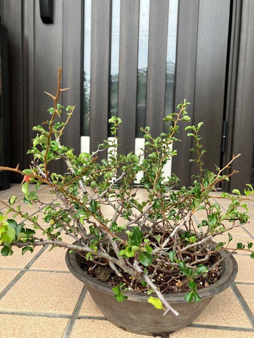 ◉長寿梅盆栽　赤花　古木　大株　★この大きさで此の価格は超破格値！早いもの勝ち