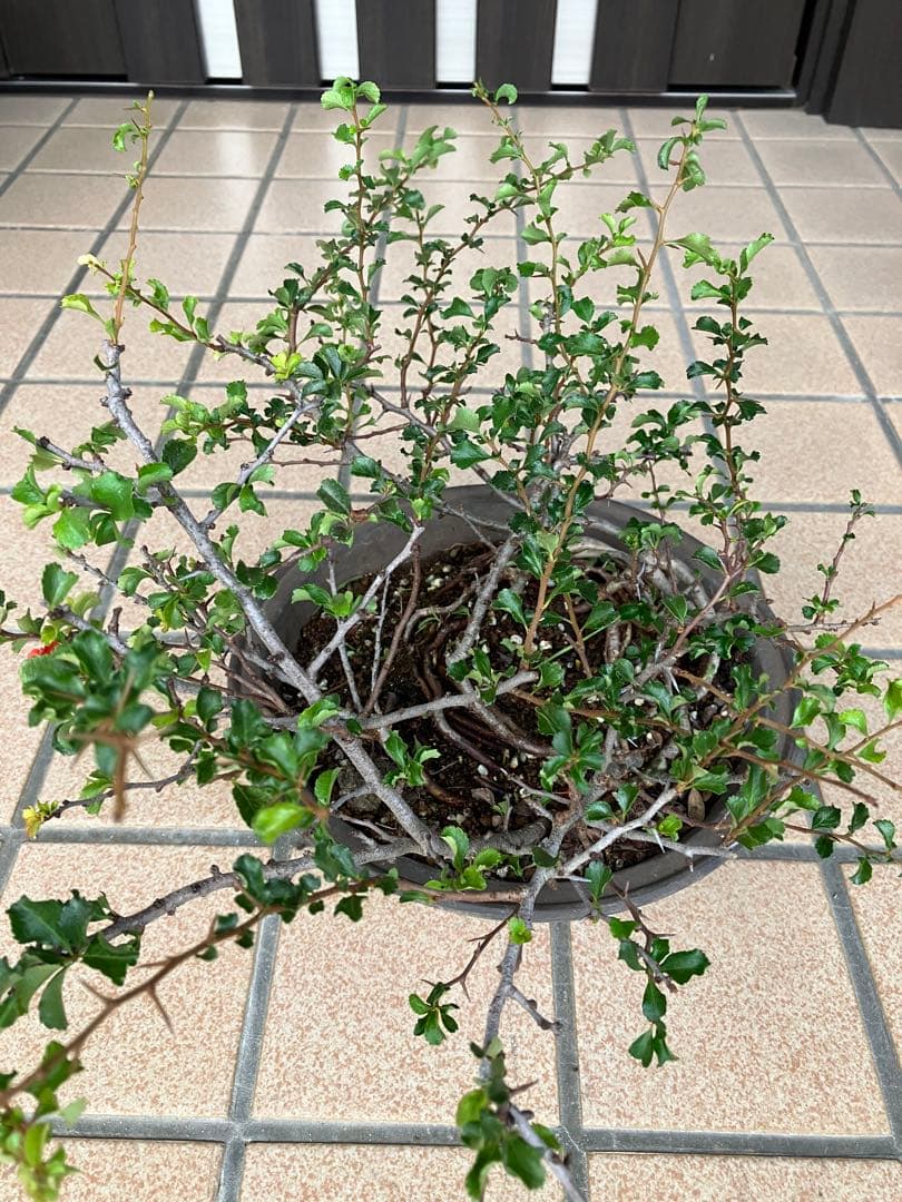 ◉長寿梅盆栽　赤花　古木　大株　★この大きさで此の価格は超破格値！早いもの勝ち