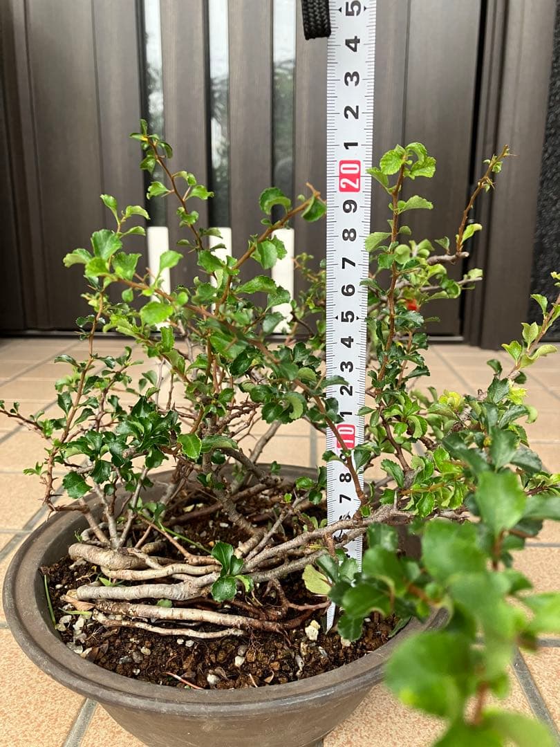 ◉長寿梅盆栽　赤花　古木　大株　★この大きさで此の価格は超破格値！早いもの勝ち