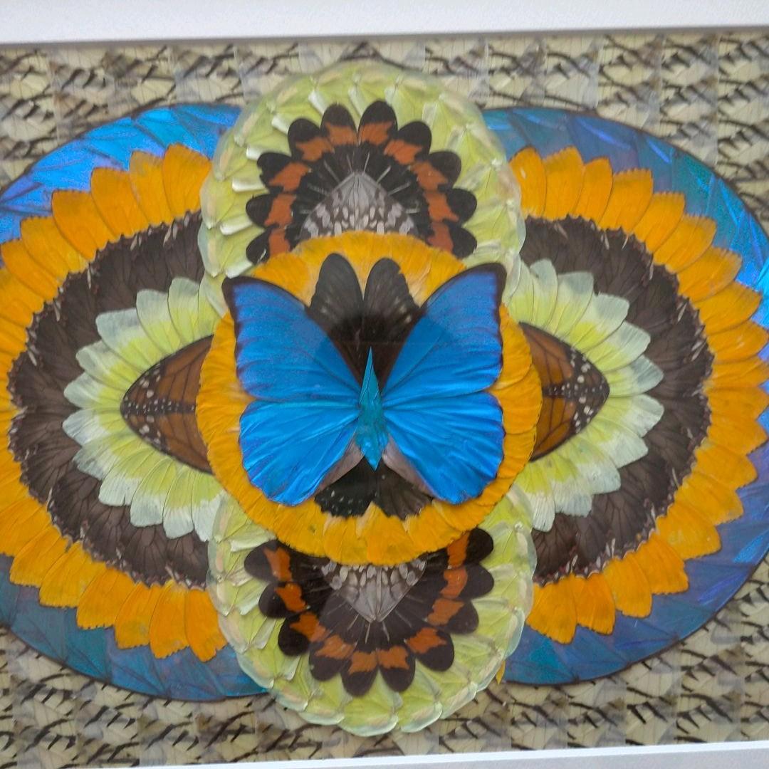 モルフォ蝶　貼り絵　芸術品