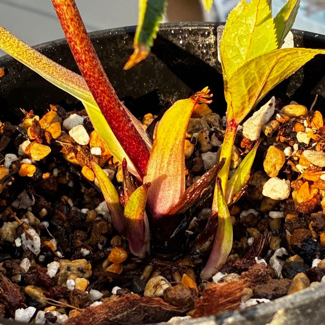 3817⭐️ソレイユ⭐️紅ピンク⭐️広瀬園芸⭐️