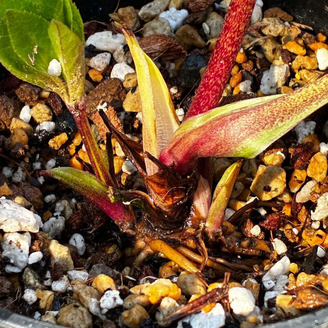 3817⭐️ソレイユ⭐️紅ピンク⭐️広瀬園芸⭐️