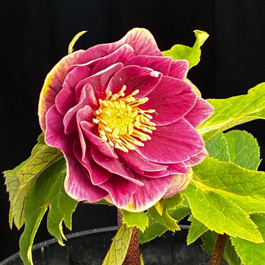 3817⭐️ソレイユ⭐️紅ピンク⭐️広瀬園芸⭐️
