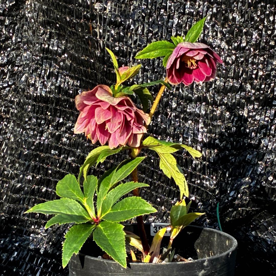 3817⭐️ソレイユ⭐️紅ピンク⭐️広瀬園芸⭐️