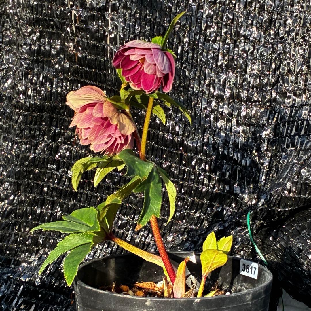 3817⭐️ソレイユ⭐️紅ピンク⭐️広瀬園芸⭐️