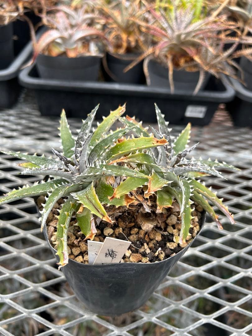 DBディッキア Dyckia Bill Baker hybrid #128 ⑵