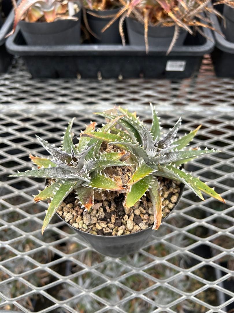 DBディッキア Dyckia Bill Baker hybrid #128 ⑵