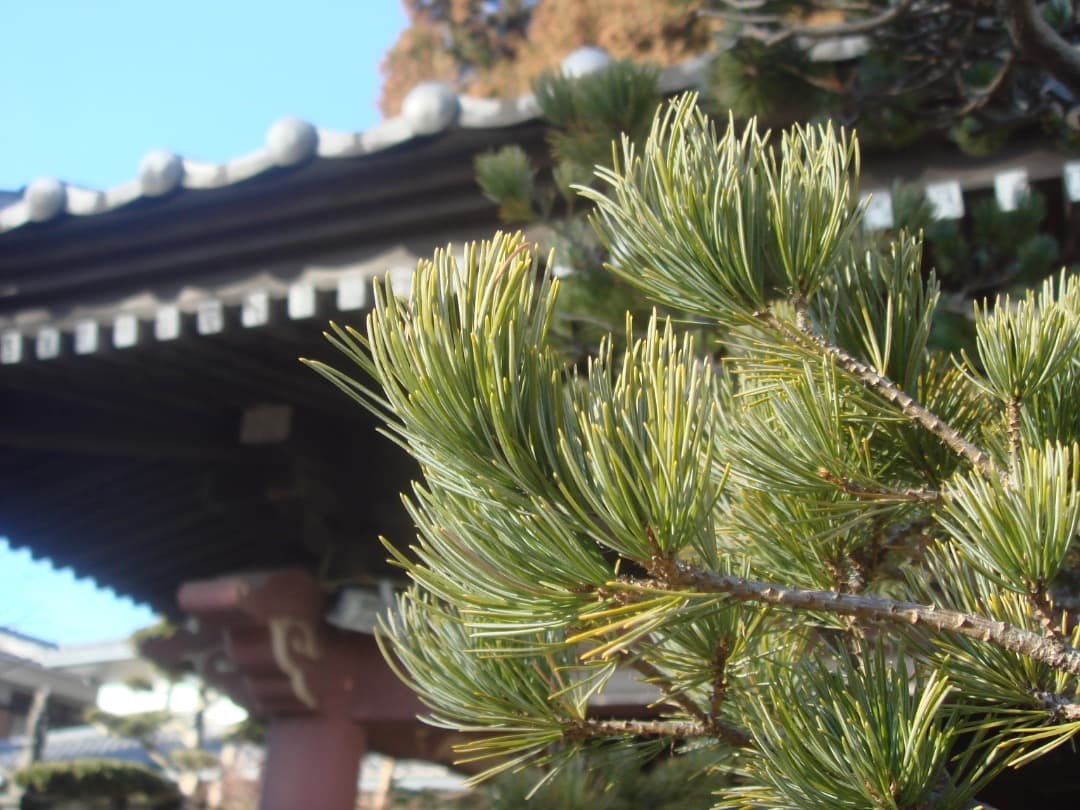 実写美⭕️良品【動作確認済】SONY Cyber-shot DSC-T10