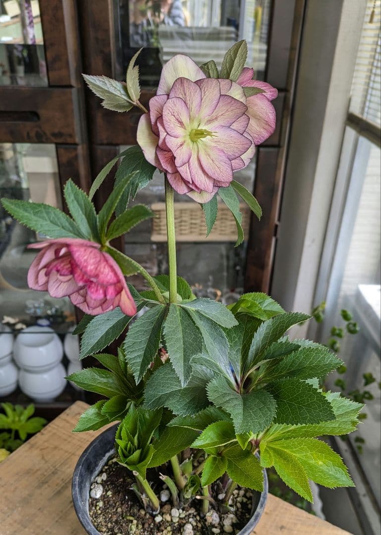♡さくらもち様♡