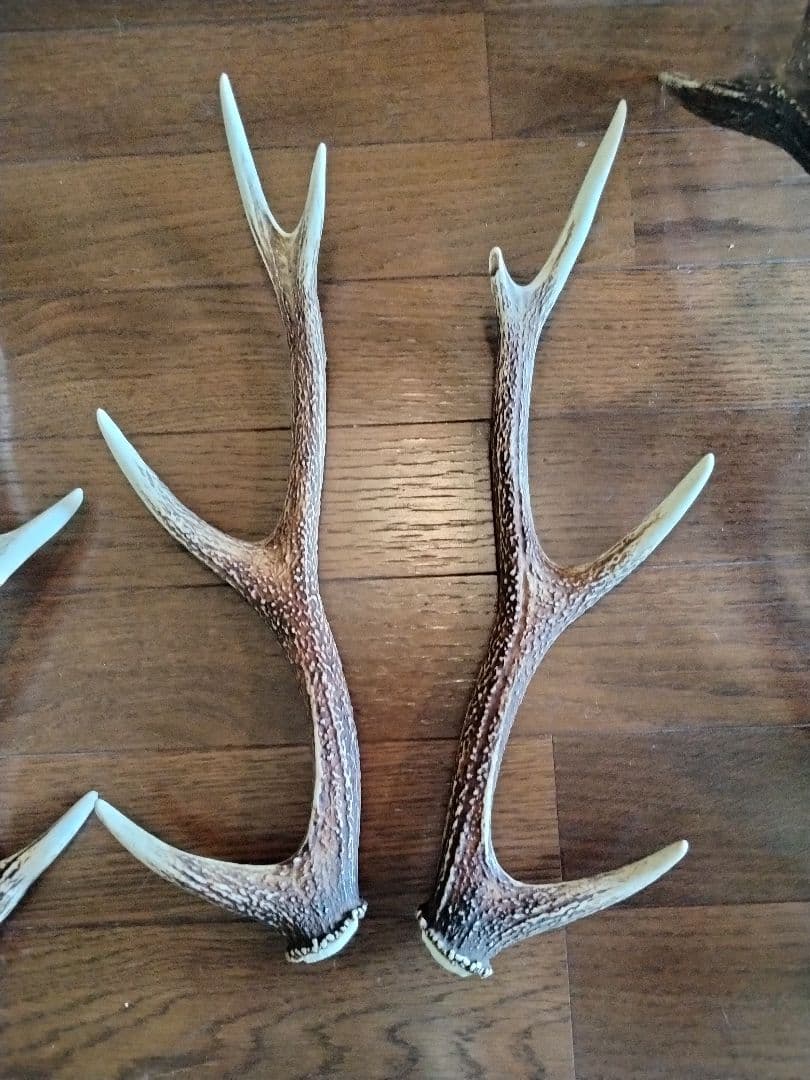 鹿　つの　9本セット