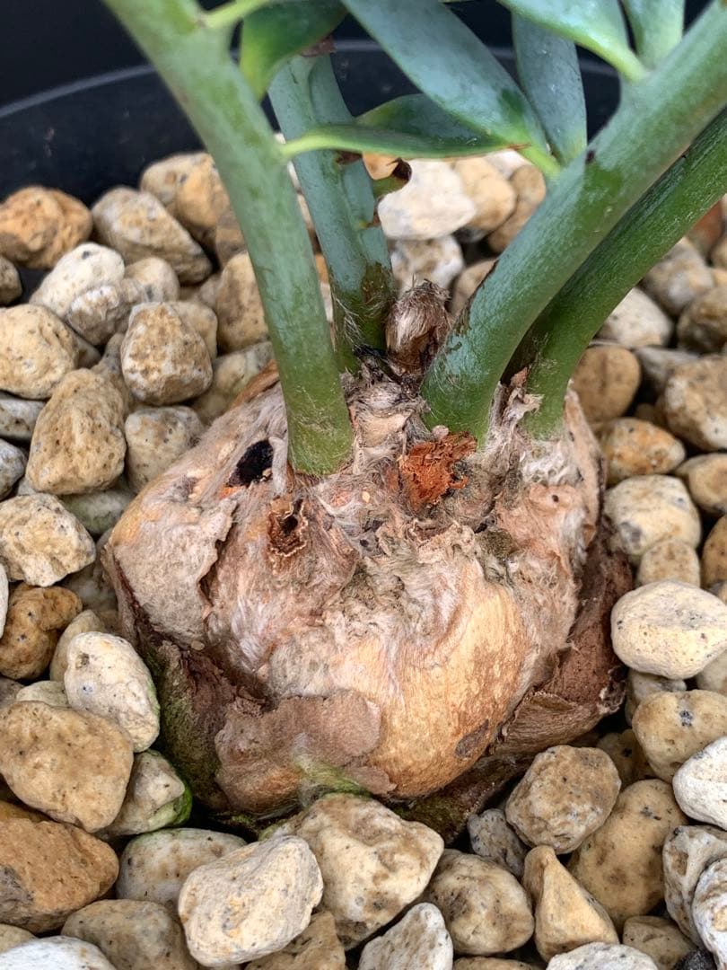 【葉性良】エンセファラルトス・ホリダス｜横張り強・シャープ葉・有望株No4-22