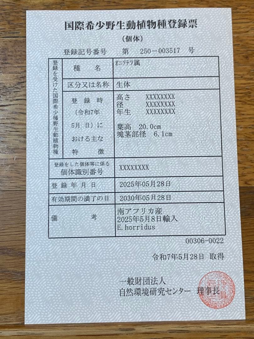 【葉性良】エンセファラルトス・ホリダス｜横張り強・シャープ葉・有望株No4-22