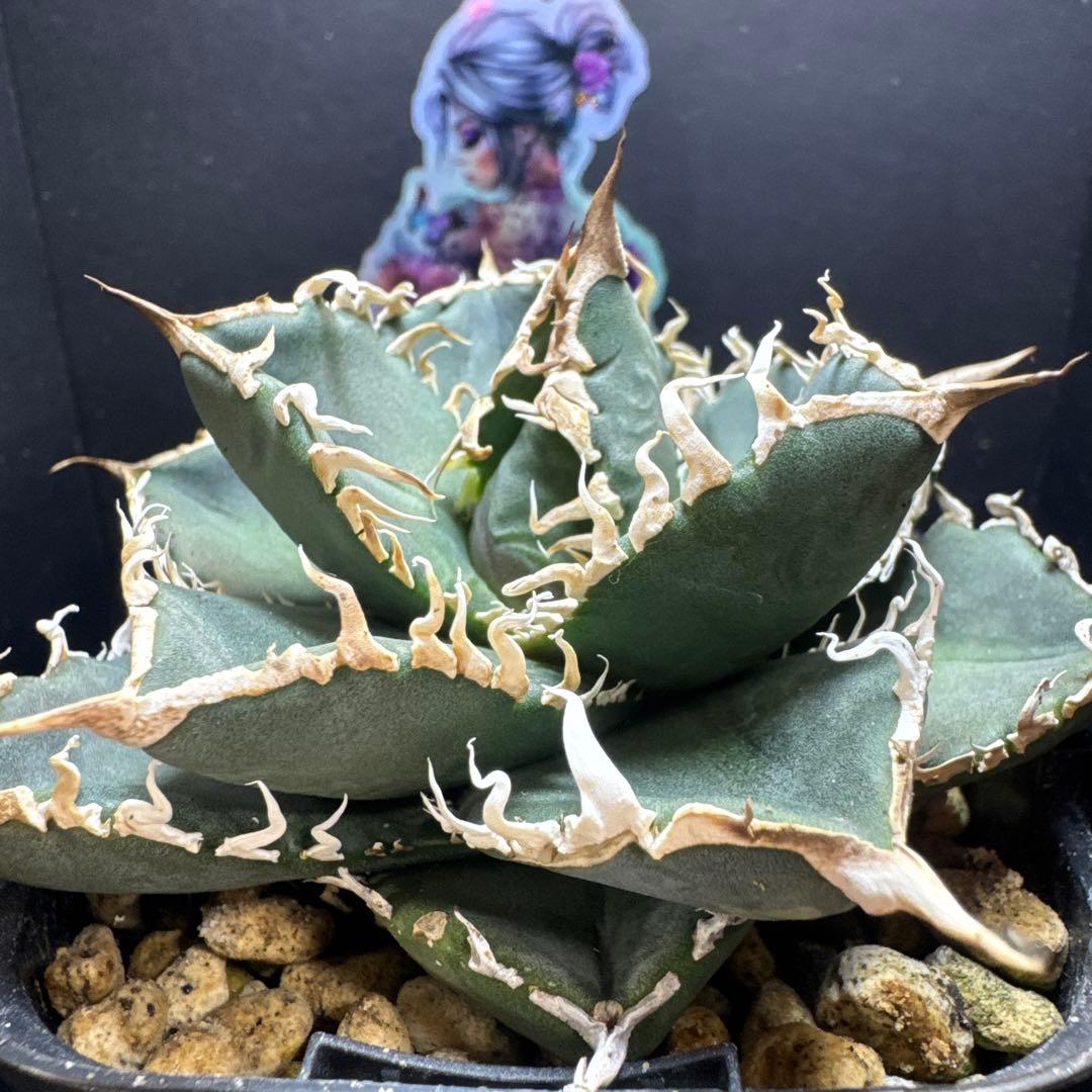 アガベ美形コブラ　眼鏡蛇　子株付き