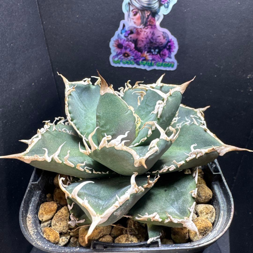 アガベ美形コブラ　眼鏡蛇　子株付き