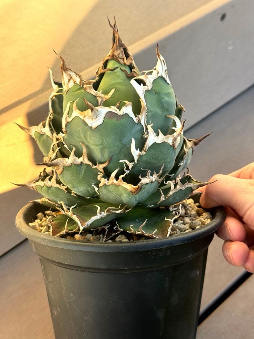 アガベ　チタノタ　シーザー　中株