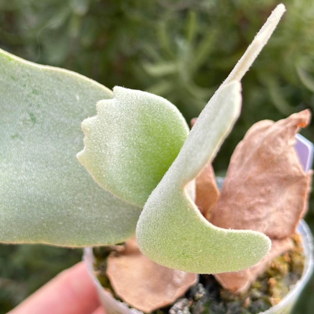 ビカクシダ P.willinckii Pearl Queen Spore 07