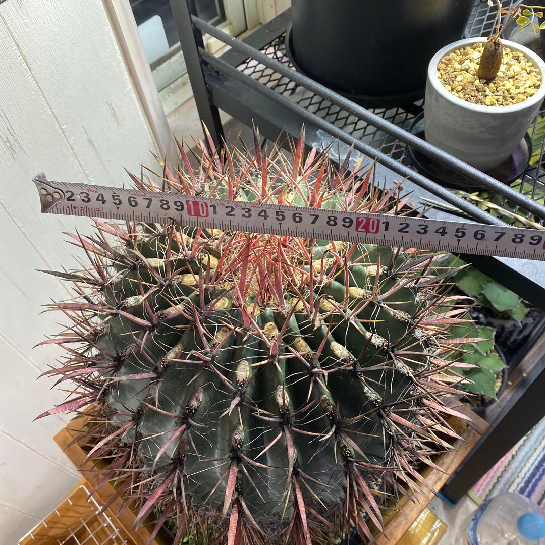 サボテン　フェロカクタス　神仙玉　希少　特大株