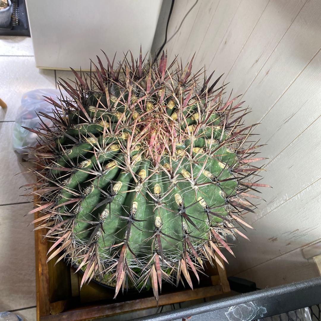 サボテン　フェロカクタス　神仙玉　希少　特大株