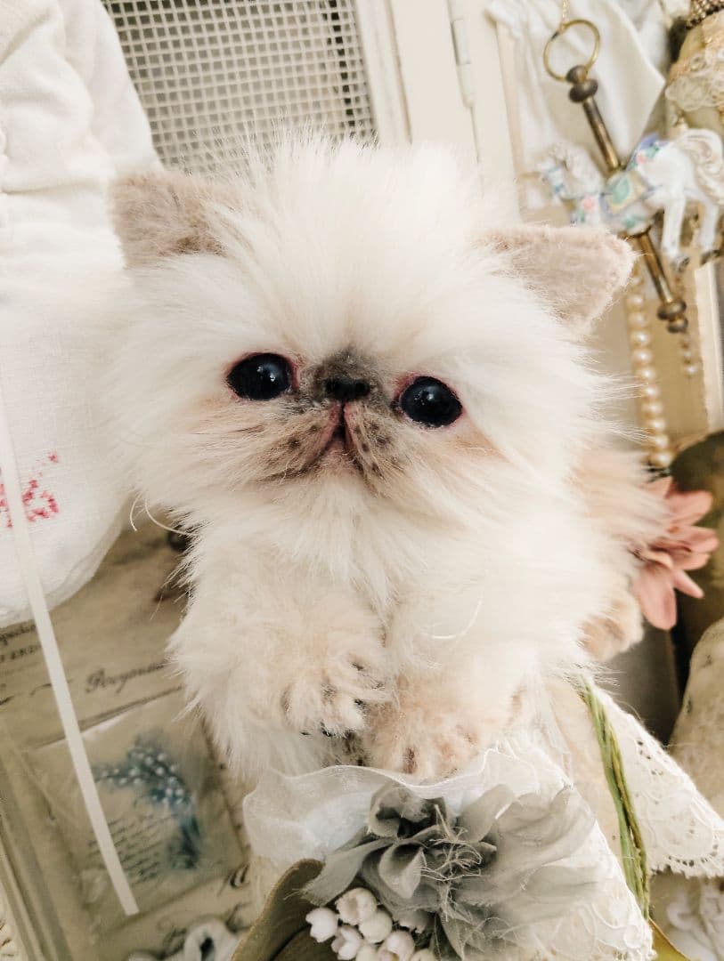 ヒマラヤン子猫♡クマちゃん♡フォックスファー♡アートドール♡ぬいぐるみ♡