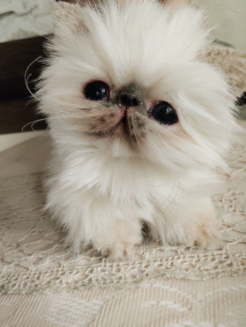 ヒマラヤン子猫♡クマちゃん♡フォックスファー♡アートドール♡ぬいぐるみ♡