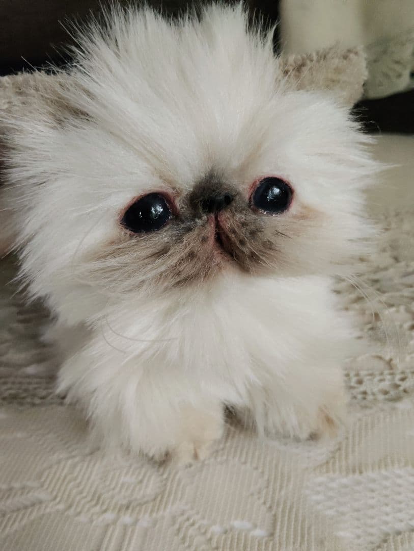 ヒマラヤン子猫♡クマちゃん♡フォックスファー♡アートドール♡ぬいぐるみ♡