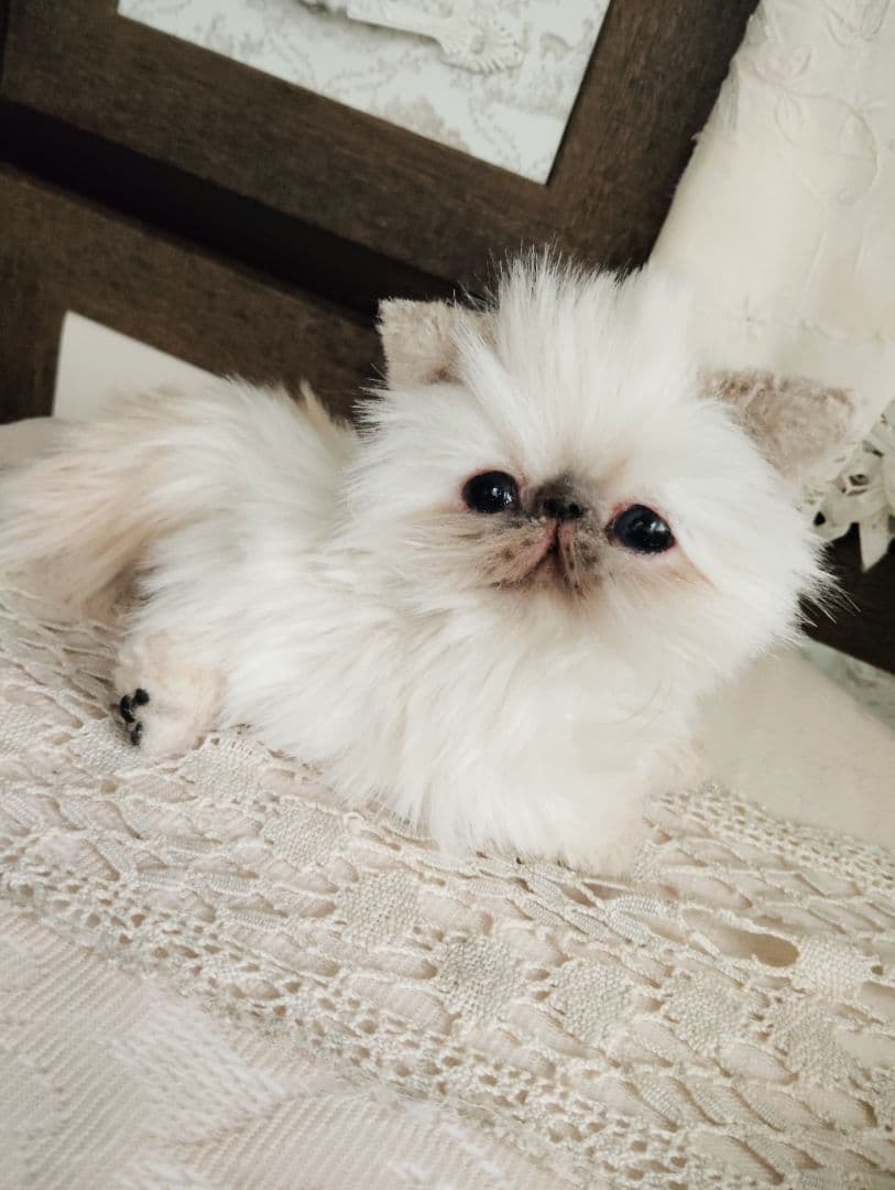 ヒマラヤン子猫♡クマちゃん♡フォックスファー♡アートドール♡ぬいぐるみ♡